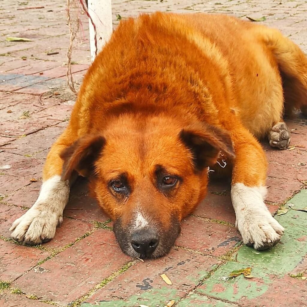 Adiós a Carraman: Un perro que unió a una comunidad en Teusaquillo