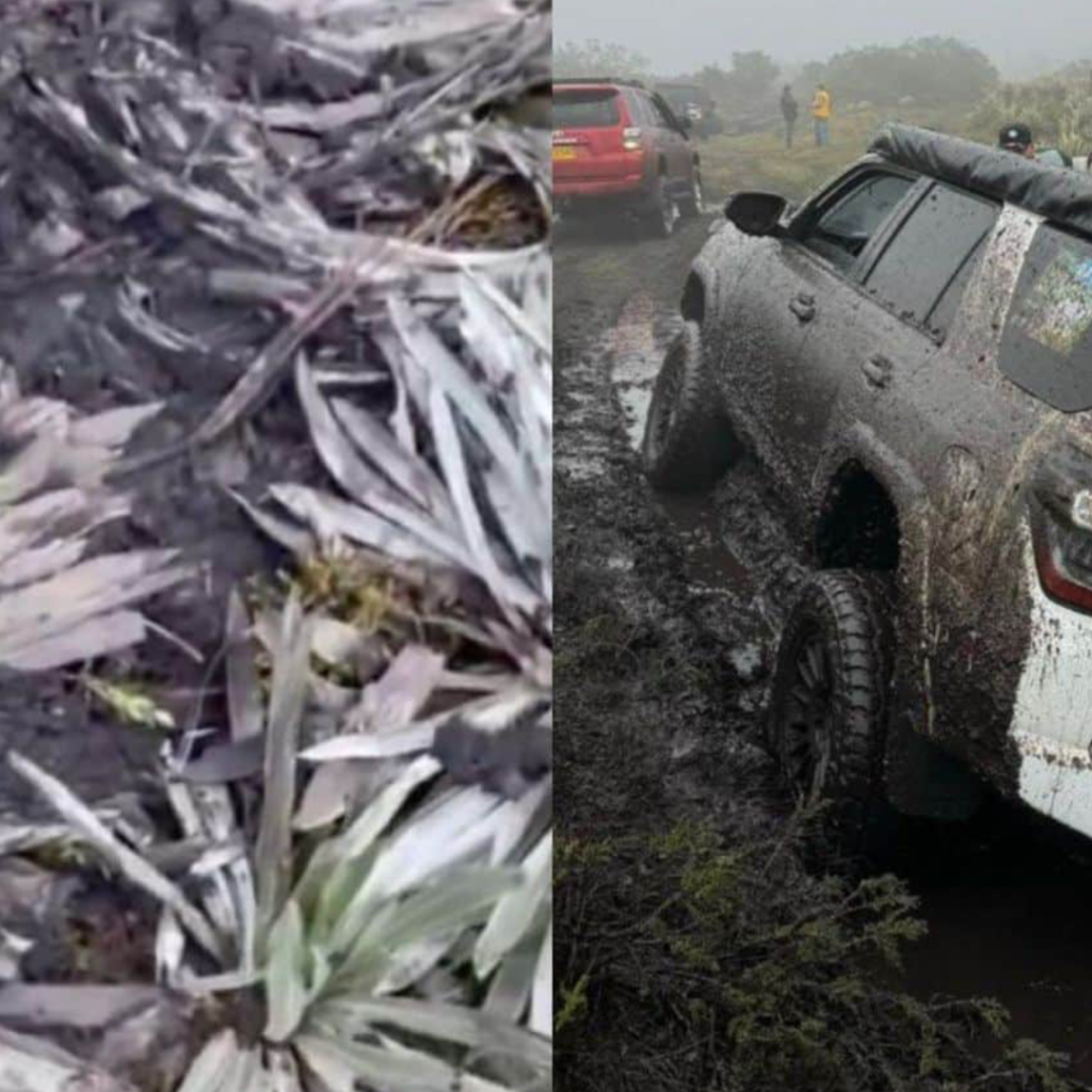 Identificados los culpables de destruir frailejones en Páramo Cruz Verde